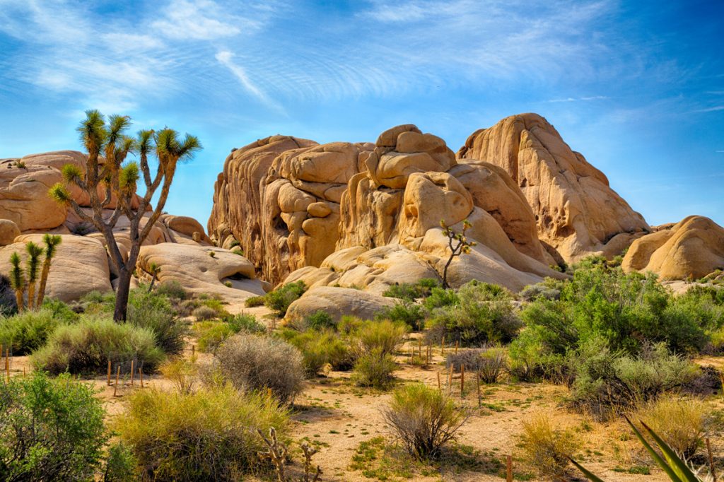 California’s Joshua Tree National Park